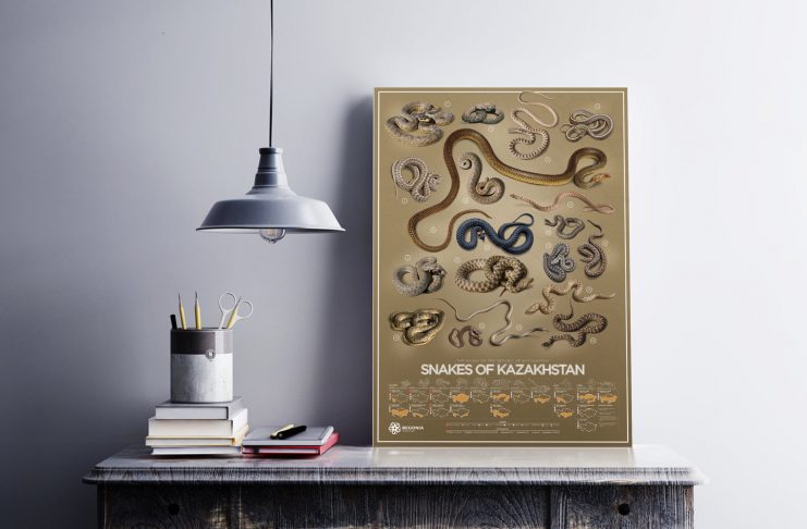 Begonia Studio Snakes of Kazakhstan