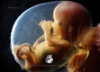 Новая проактивная идея родилась после 8 Марта SAVE_A_LIVE_RU_fetus_week_16