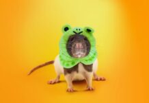 У вас завелась крыса: троянец SambaSpy атакует сотрудников компаний в Италии kaspersky