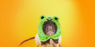 У вас завелась крыса: троянец SambaSpy атакует сотрудников компаний в Италии kaspersky