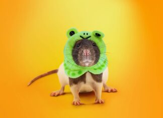 У вас завелась крыса: троянец SambaSpy атакует сотрудников компаний в Италии kaspersky