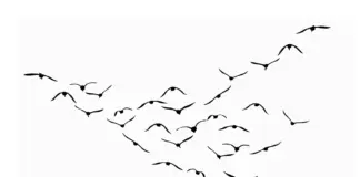 Костанай: город перелётных птиц — проект на грани природы и архитектуры