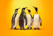 Kaspersky для Linux стал доступен частным пользователям в Казахстане kaspersky linux