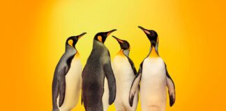 Kaspersky для Linux стал доступен частным пользователям в Казахстане kaspersky linux