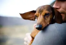 Искусство любить и помогать: арт-пикник «Давай поможем» в поддержку бездомных животных пройдет в Алматы арт-пикник