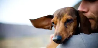 Искусство любить и помогать: арт-пикник «Давай поможем» в поддержку бездомных животных пройдет в Алматы арт-пикник