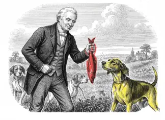 Как «Красная Селёдка» спасает дизайнеров от клиентского ада красная селедка, желтая собака