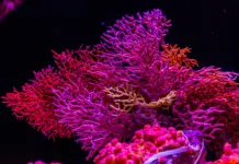 В Казахстане сократилось количество видов животных, занесённых в Красную книгу Красная книга Казахстана Canon