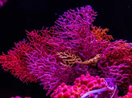 В Казахстане сократилось количество видов животных, занесённых в Красную книгу Красная книга Казахстана Canon