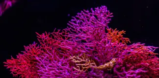 В Казахстане сократилось количество видов животных, занесённых в Красную книгу Красная книга Казахстана Canon