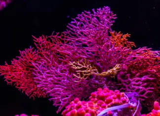 В Казахстане сократилось количество видов животных, занесённых в Красную книгу Красная книга Казахстана Canon