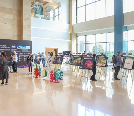 Под водой и на суше: в Алматы открылась фотовыставка о кораллах и редких животных Невидимый мир: город под водой Canon